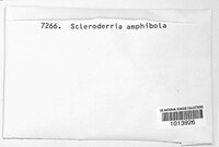 Scleroderris amphibola image